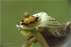 Ceropegia pullaiahii